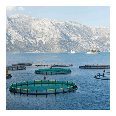 Trådløst nettverk til oppdrett og fiske